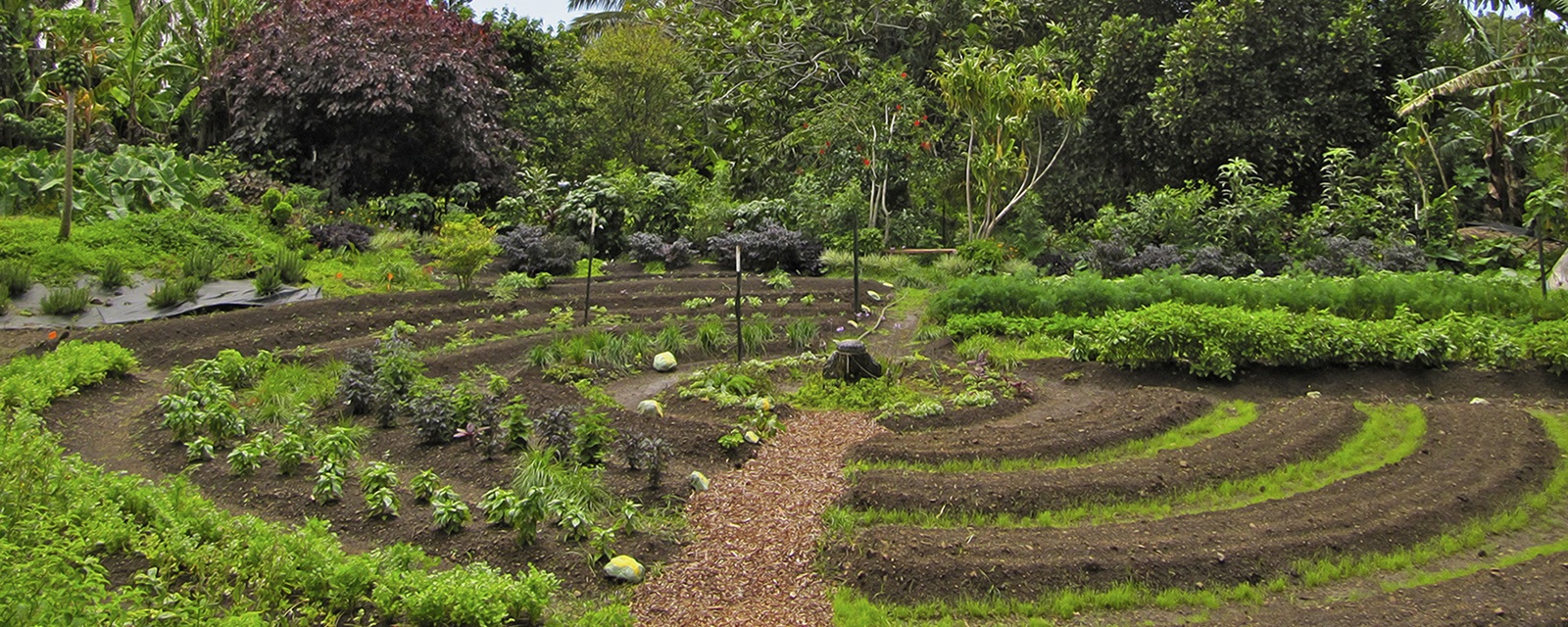 Permacultura: Principios y prácticas de diseño sostenible para sistemas agrícolas.